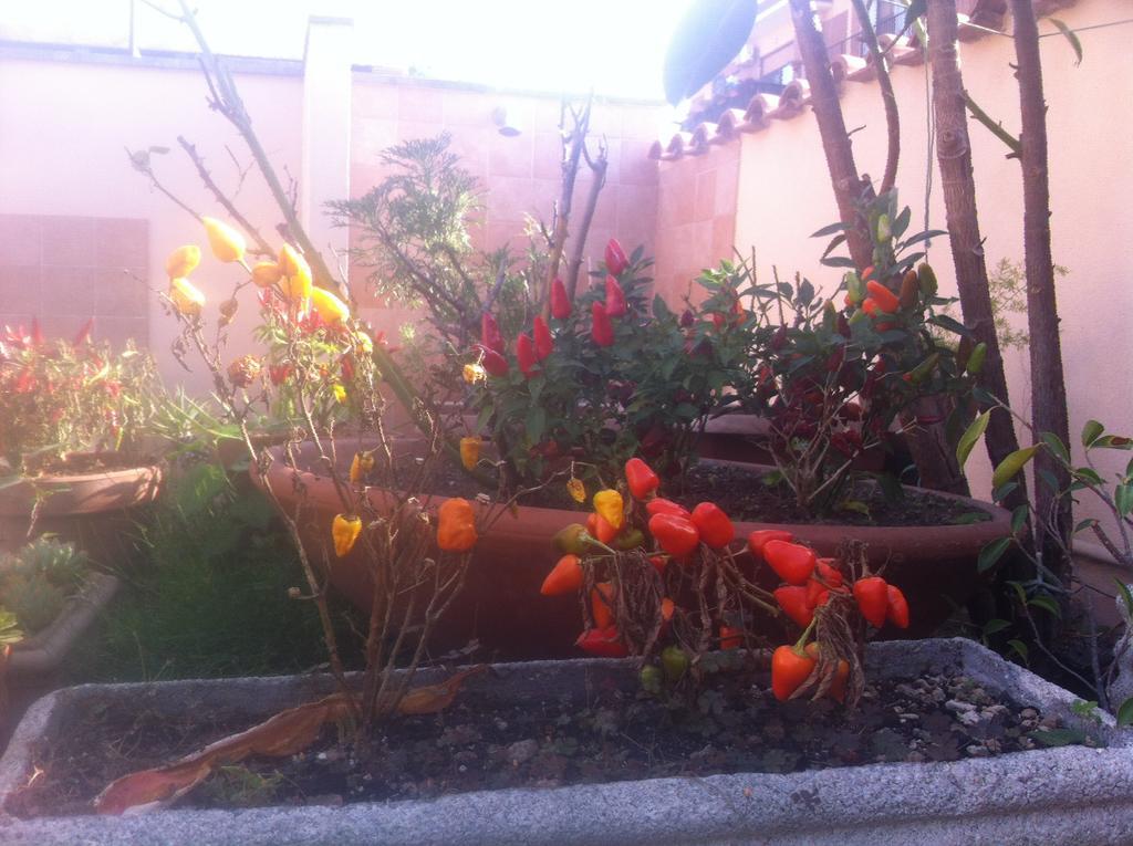Bed And Breakfast Letterario Fiumicino Exterior photo